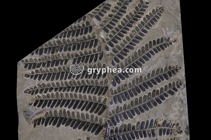 Fougère fossile (Carbonifère, France) - gryphea.org